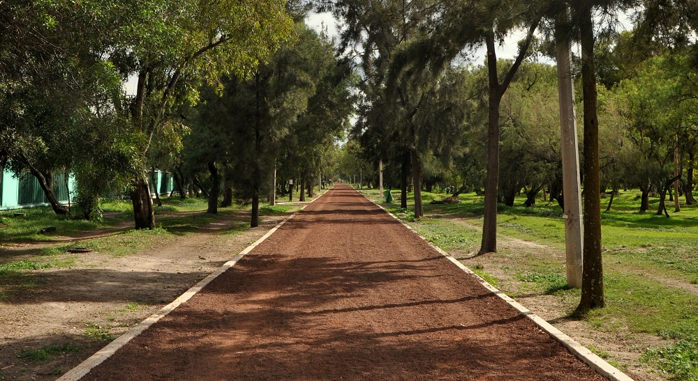 bosque-de-aragon