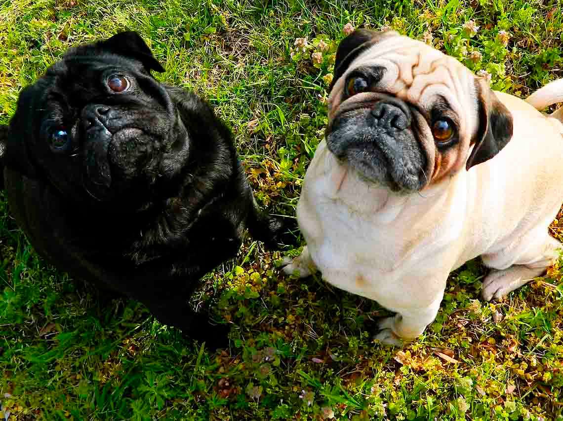 Noche de pugs en el Monumento a la Revolución